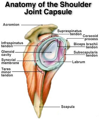 shoulder diclocation treatment